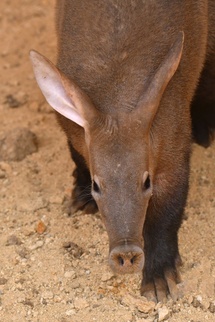 Aardvark (Orycteropus afer)