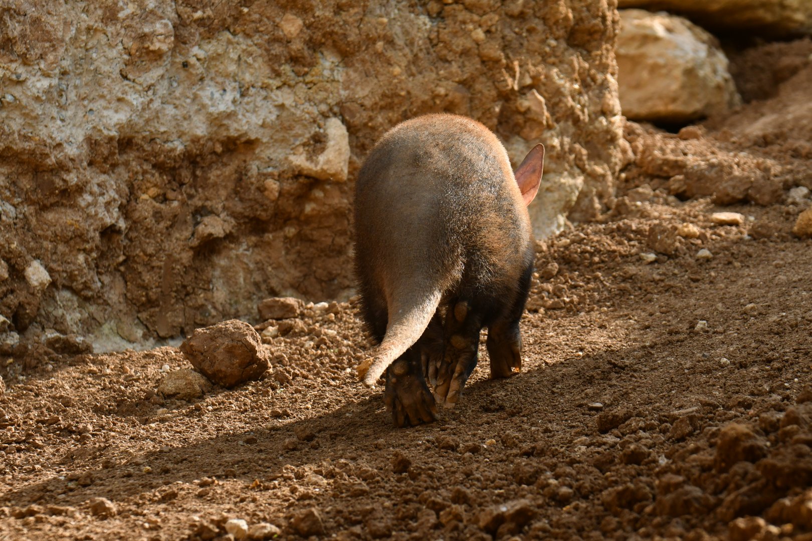Aardvark (Orycteropus afer)