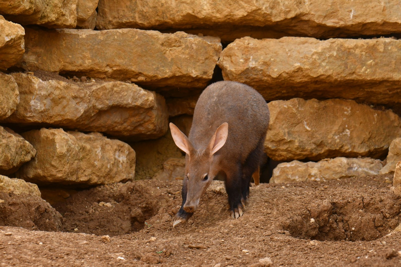 Aardvark (Orycteropus afer)