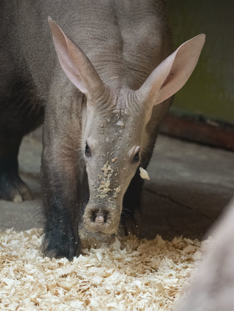 Aardvark (Orycteropus afer)