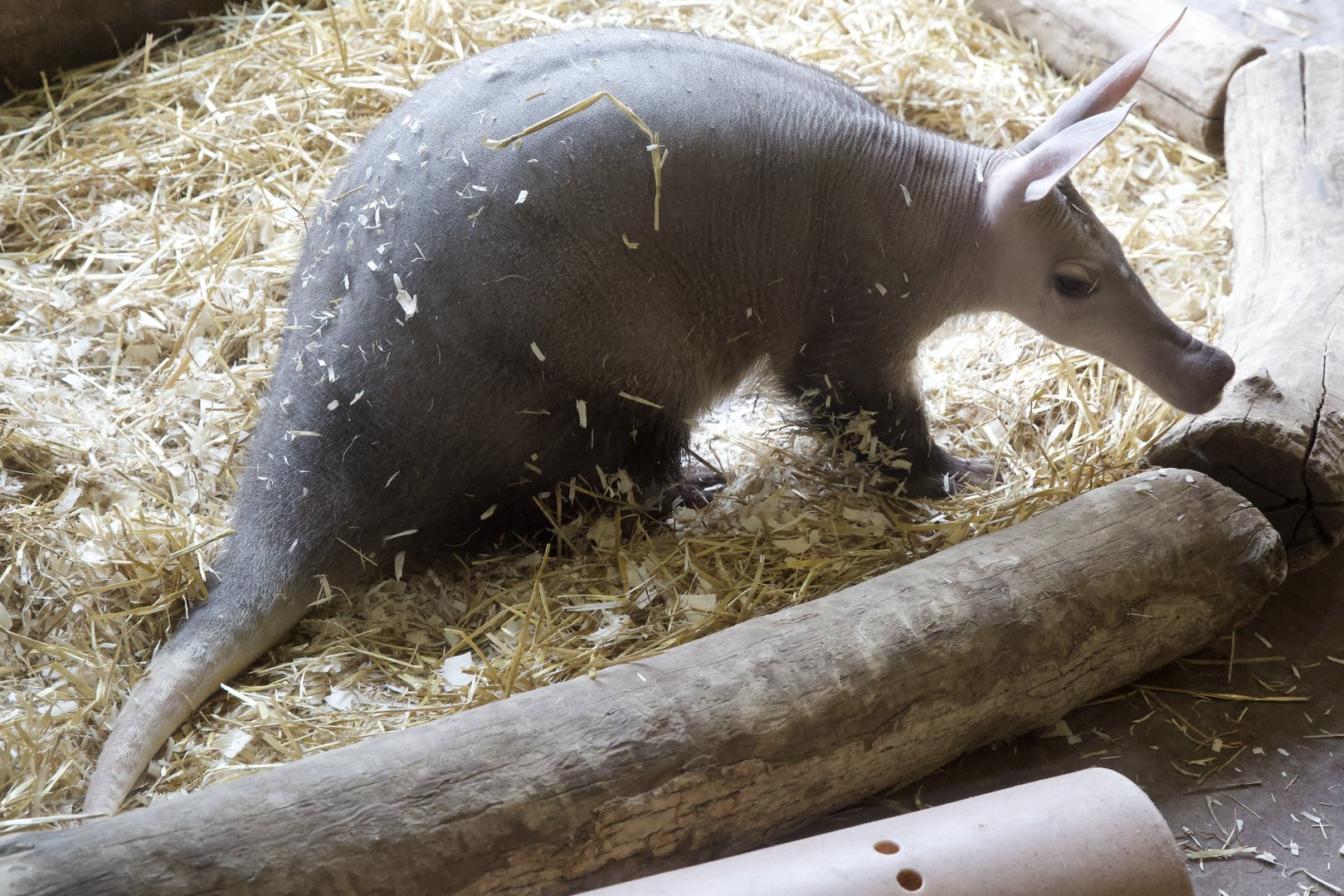 Aardvark/ Orycteropus afer