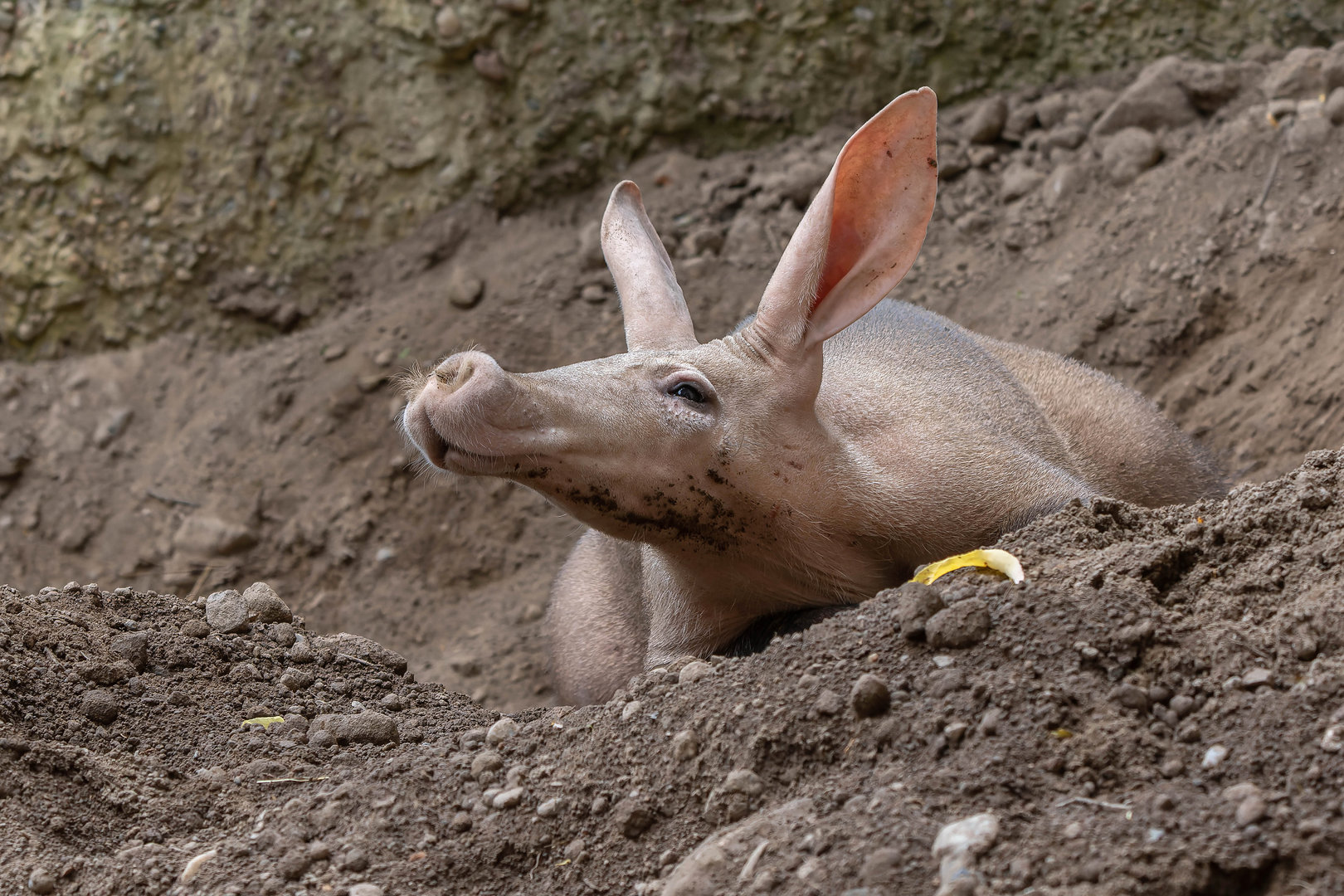Aardvark (Orycteropus afer)