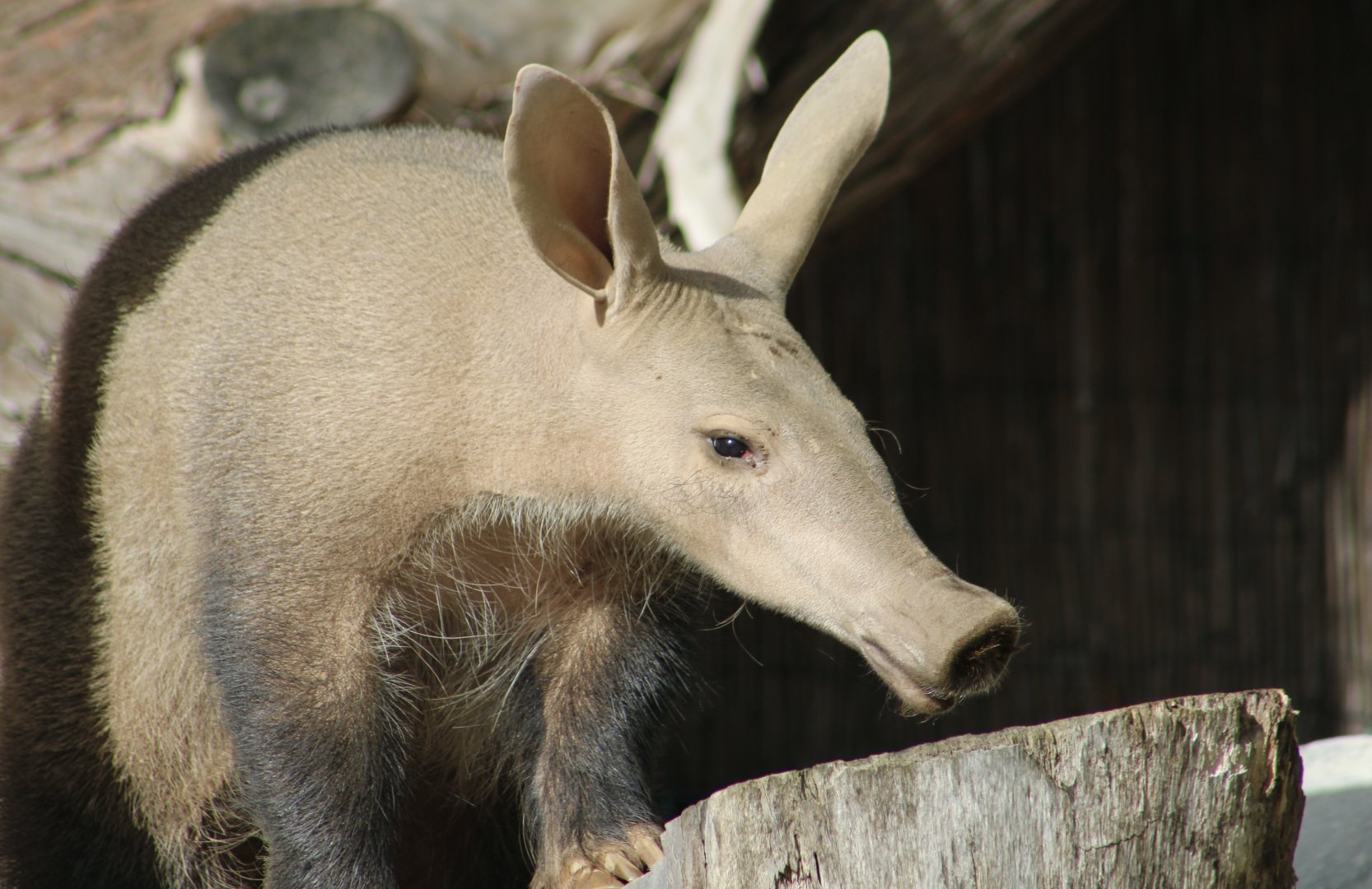 Aardvark (Orycteropus afer)