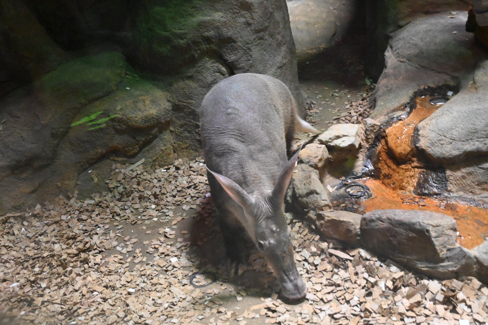 Aardvark (Orycteropus afer)
