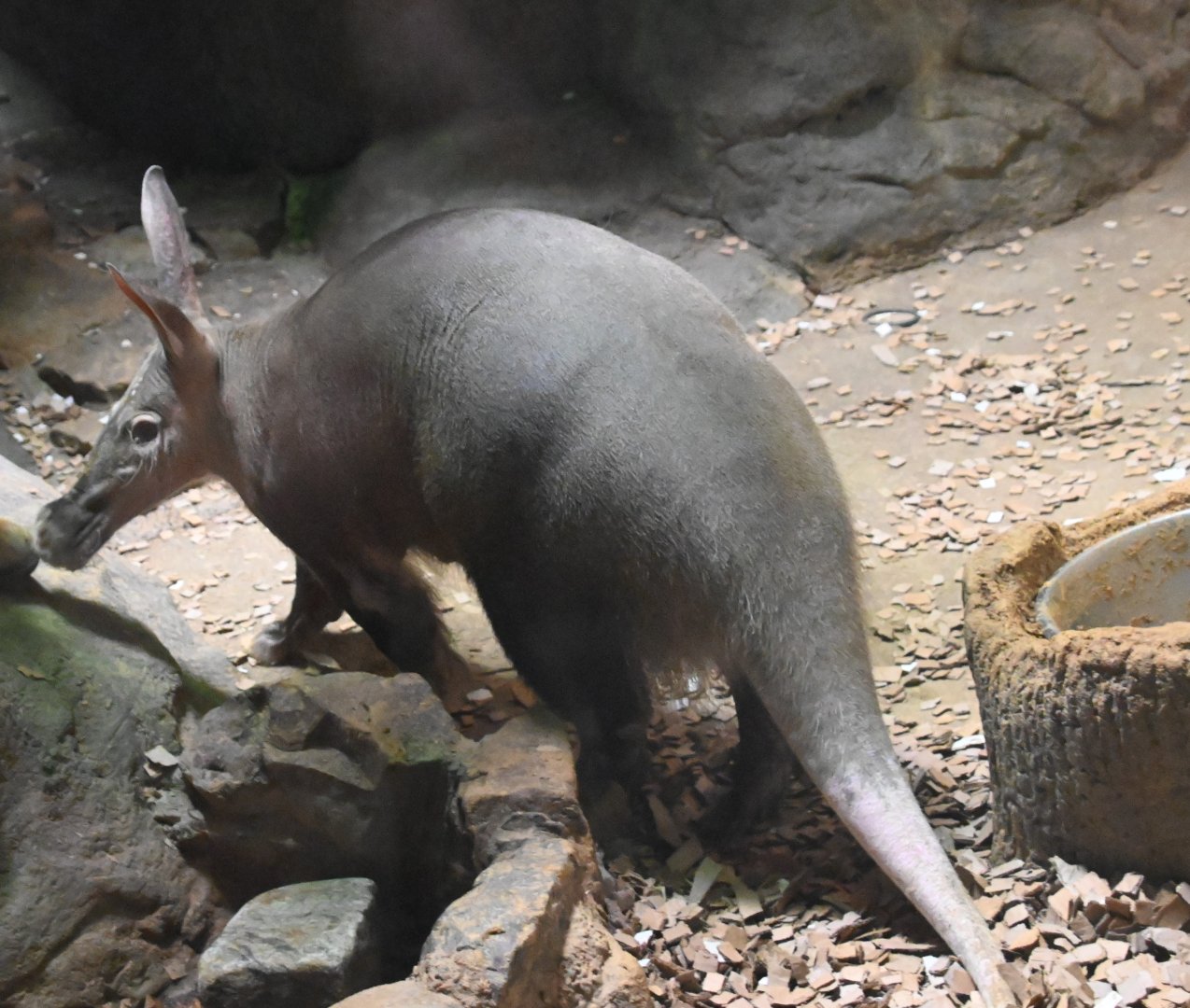 Aardvark (Orycteropus afer)