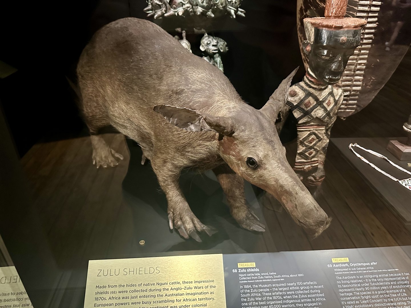 Aardvark (Orycteropus afer)