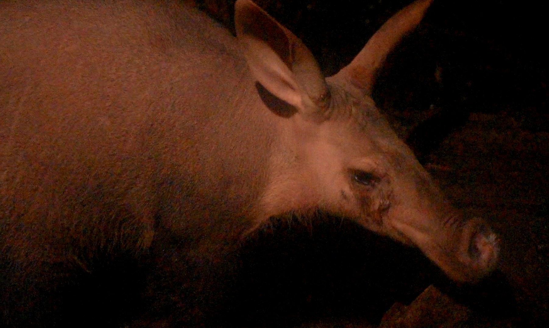 Aardvark (Orycteropus afer)