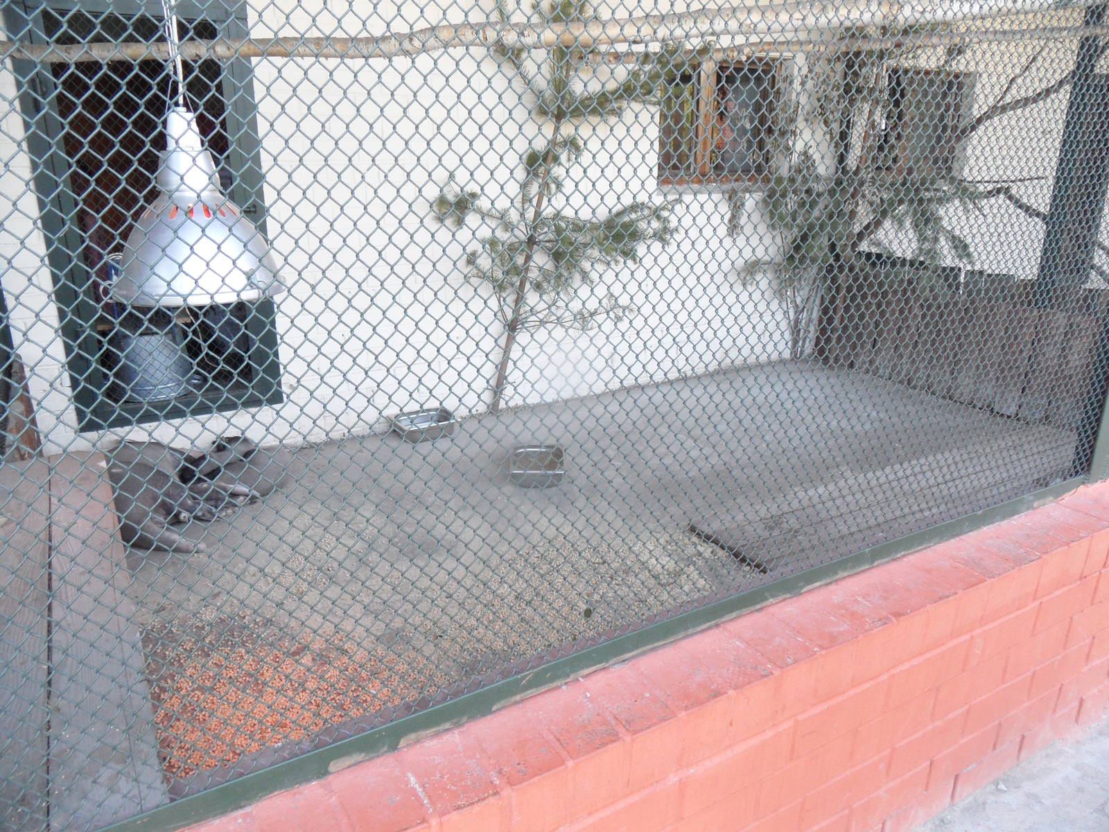 Aardvark outdoor exhibit.