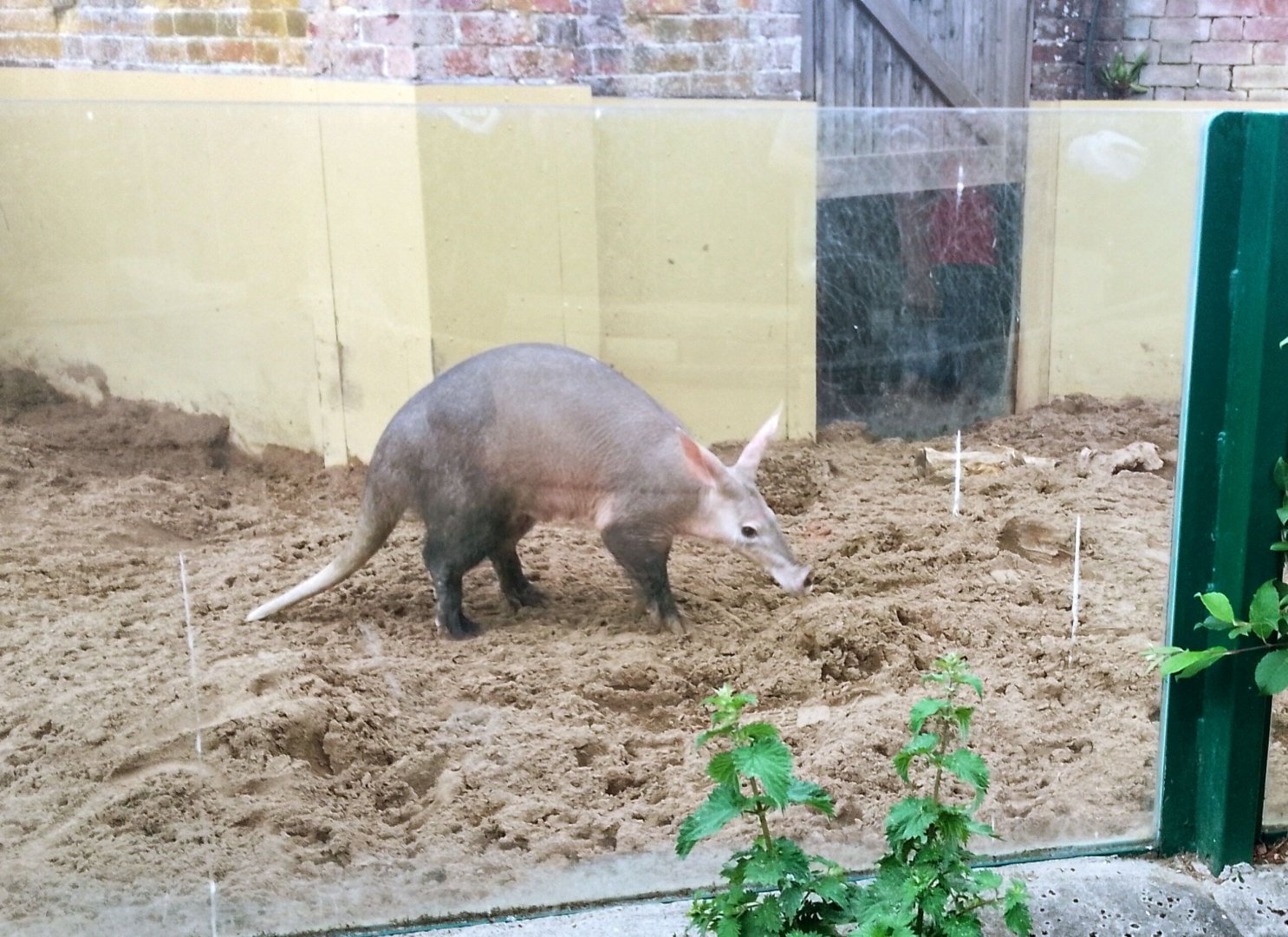 Aardvark outside 290525