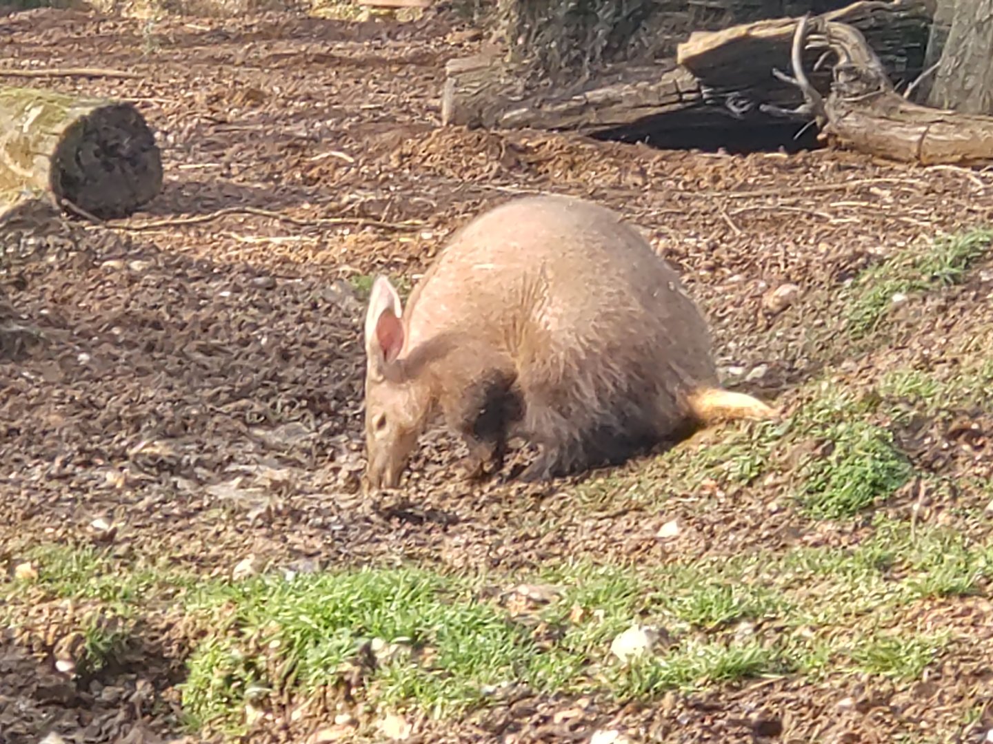 Aardvark outside temperature of just above freezing!