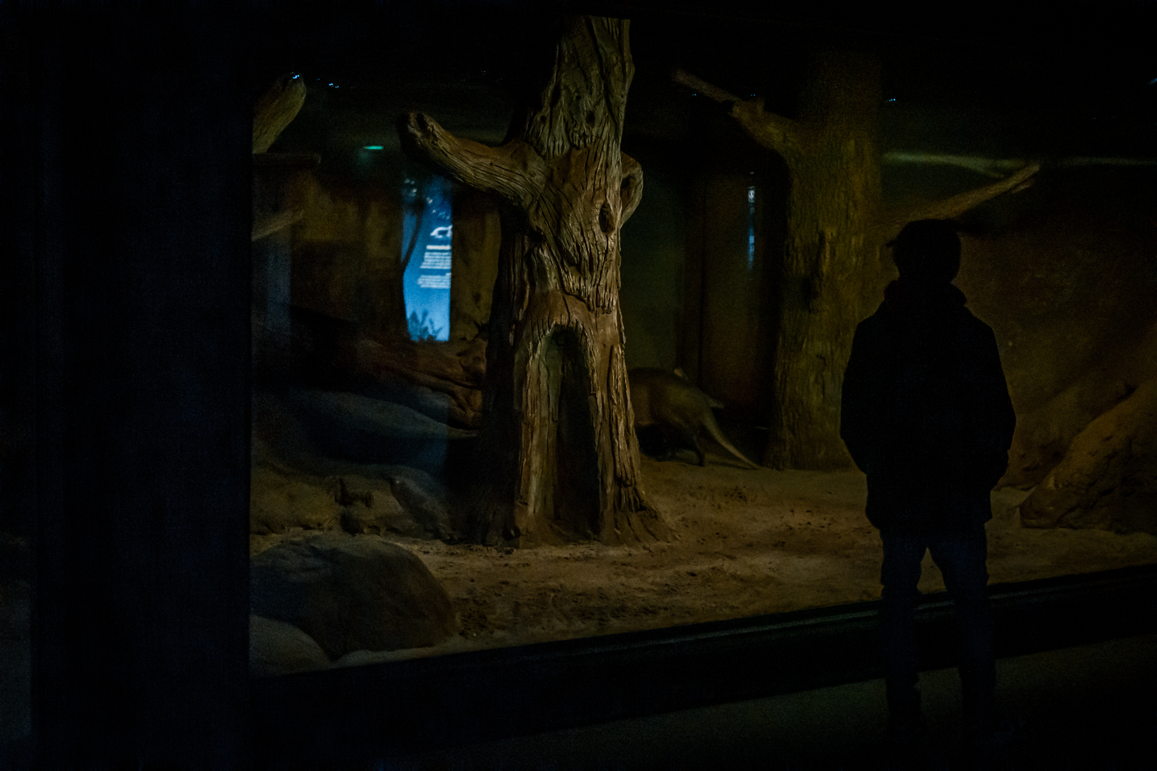 Aardvark, South African Springhare, Galago