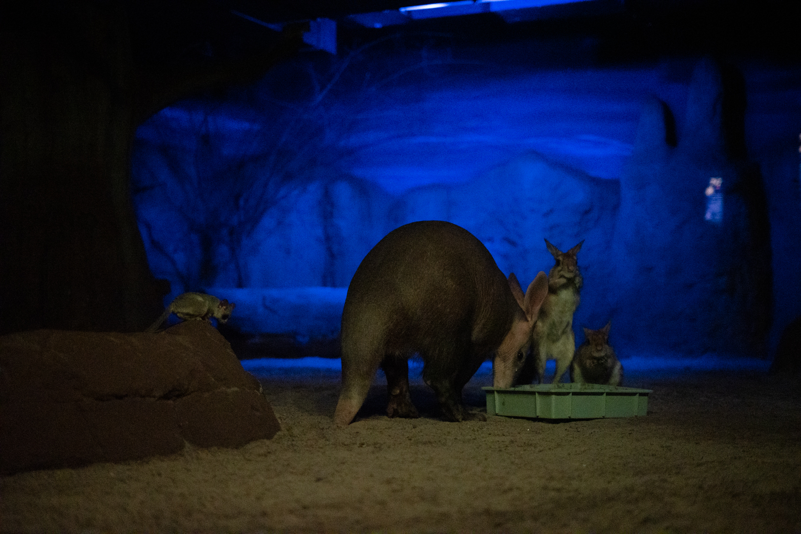 Aardvark, South African Springhare, Galago