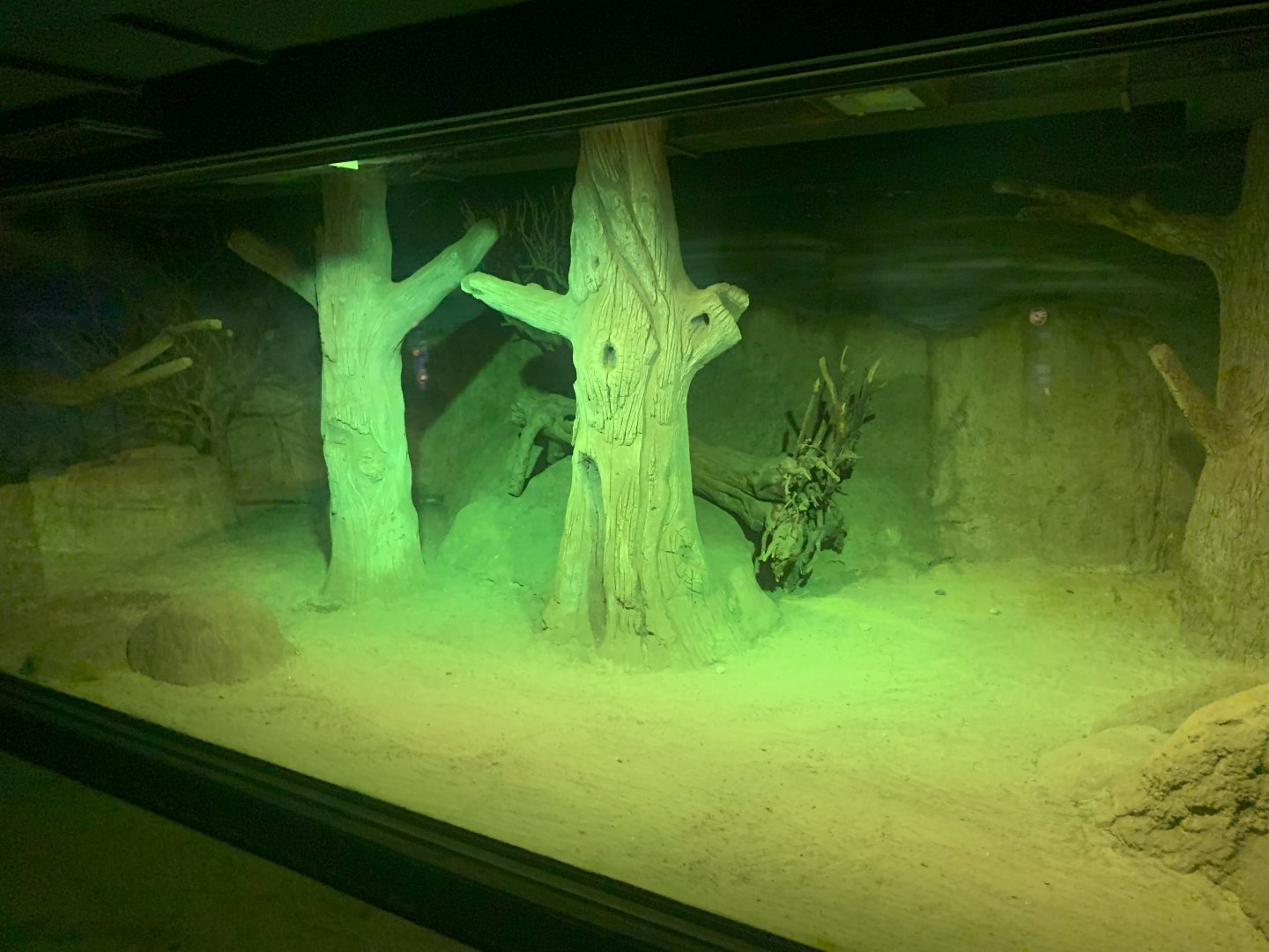 Aardvark, Southern Springhare and Senegal Galago enclosure