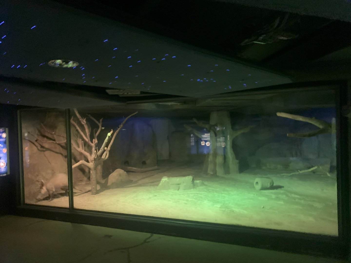 Aardvark, Southern Springhare and Senegal Galago enclosure