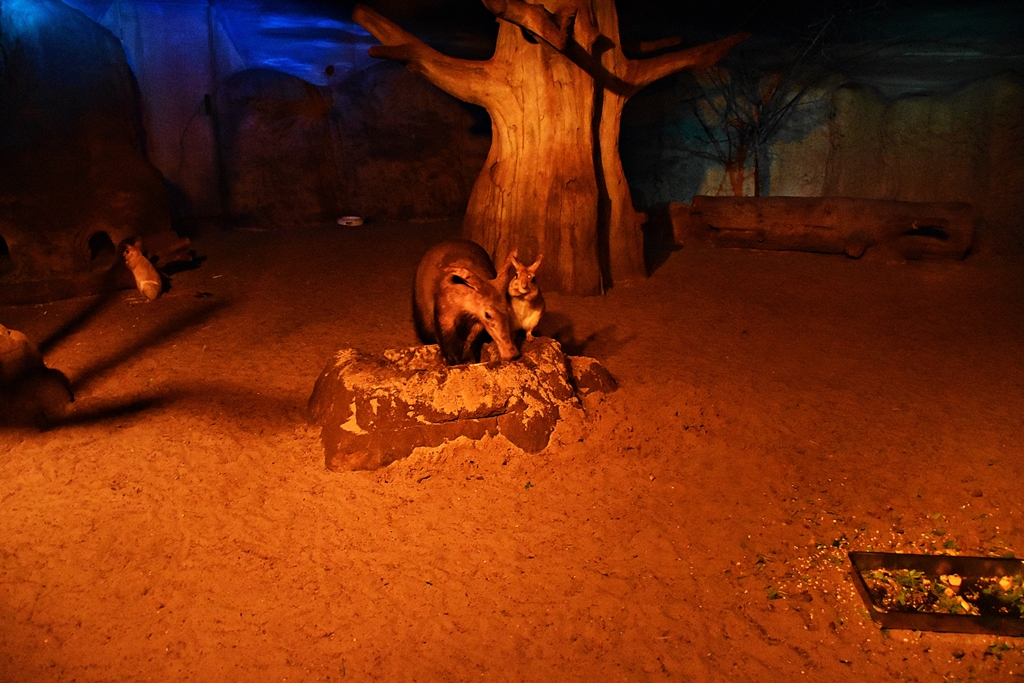 Aardvark & springhares