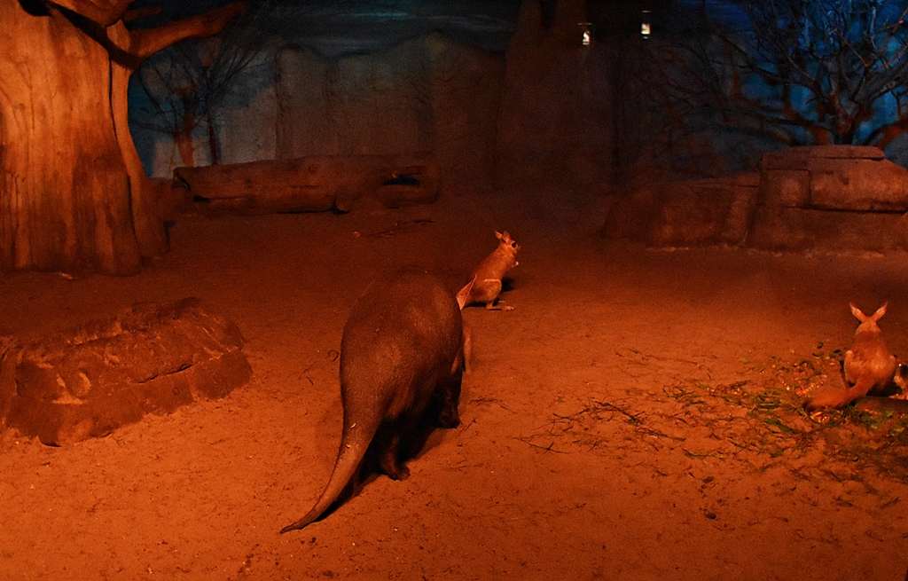 Aardvark & springhares