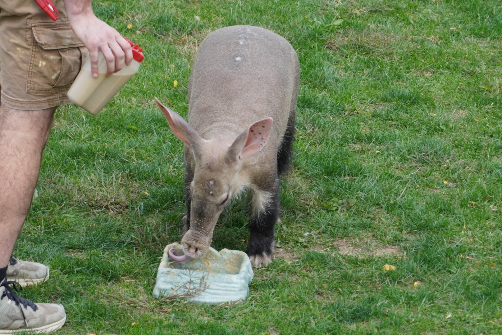 Aardvark Tongue, “Arthur”