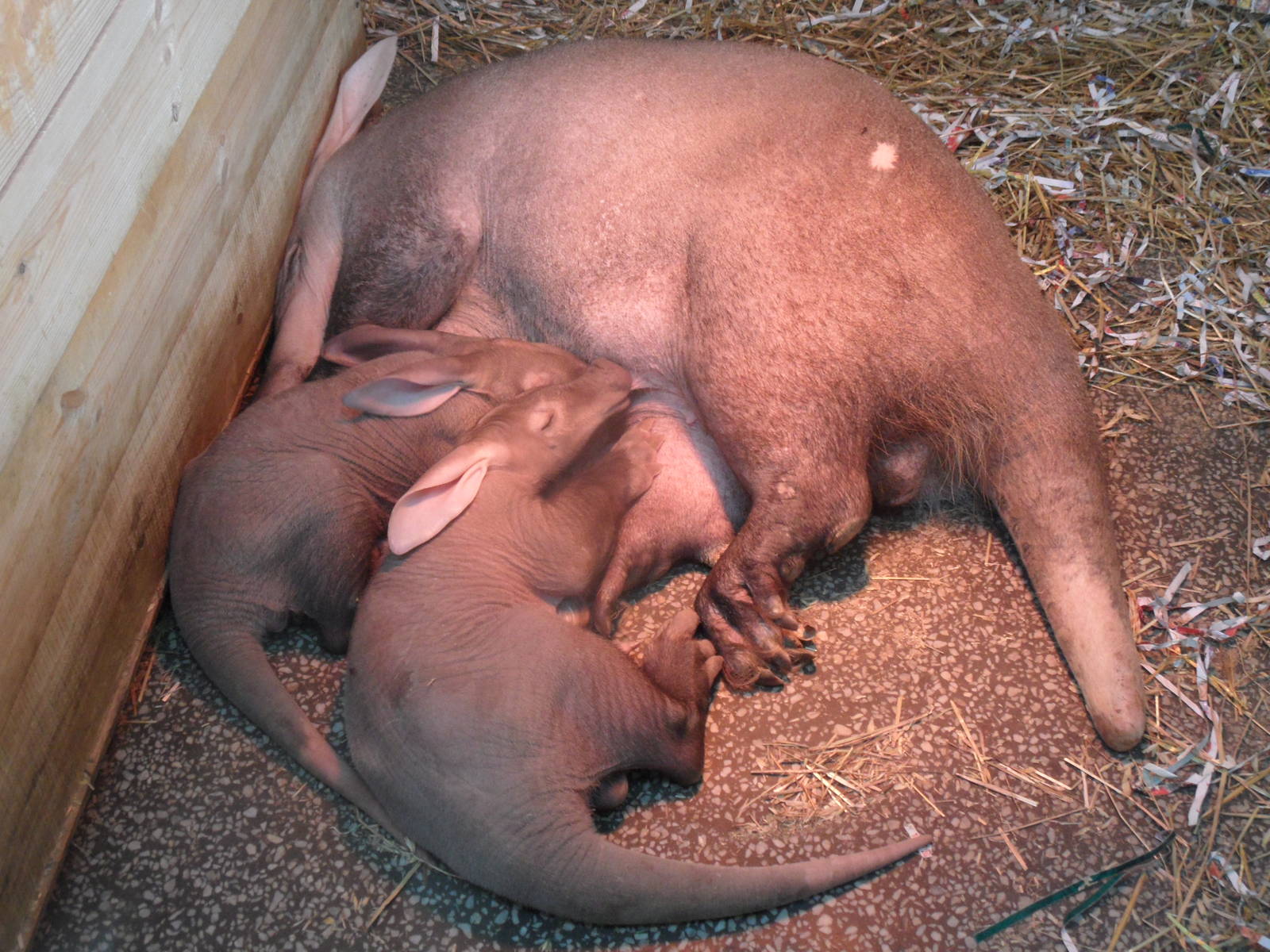 Aardvark twins