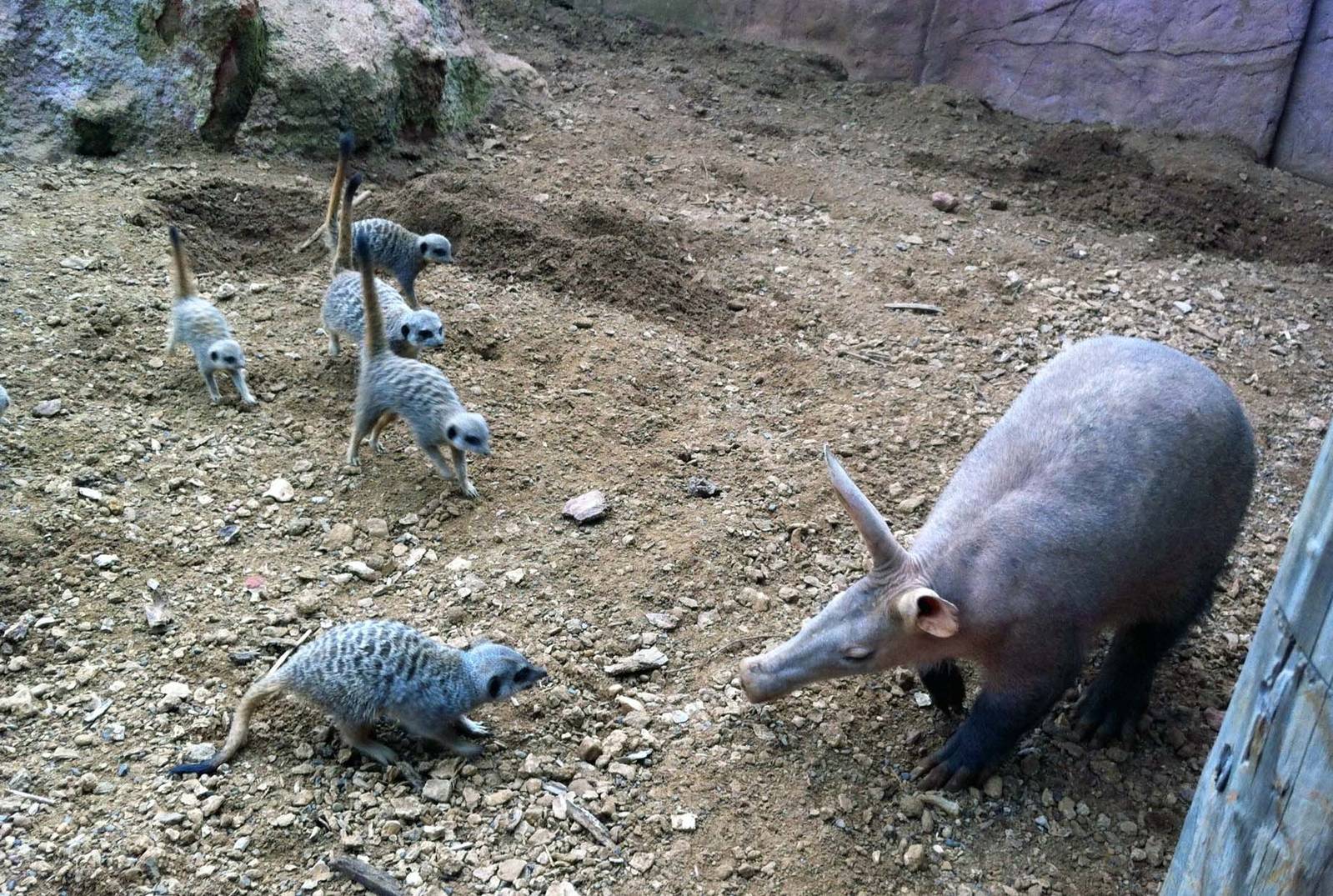 Aardvark vs meerkats