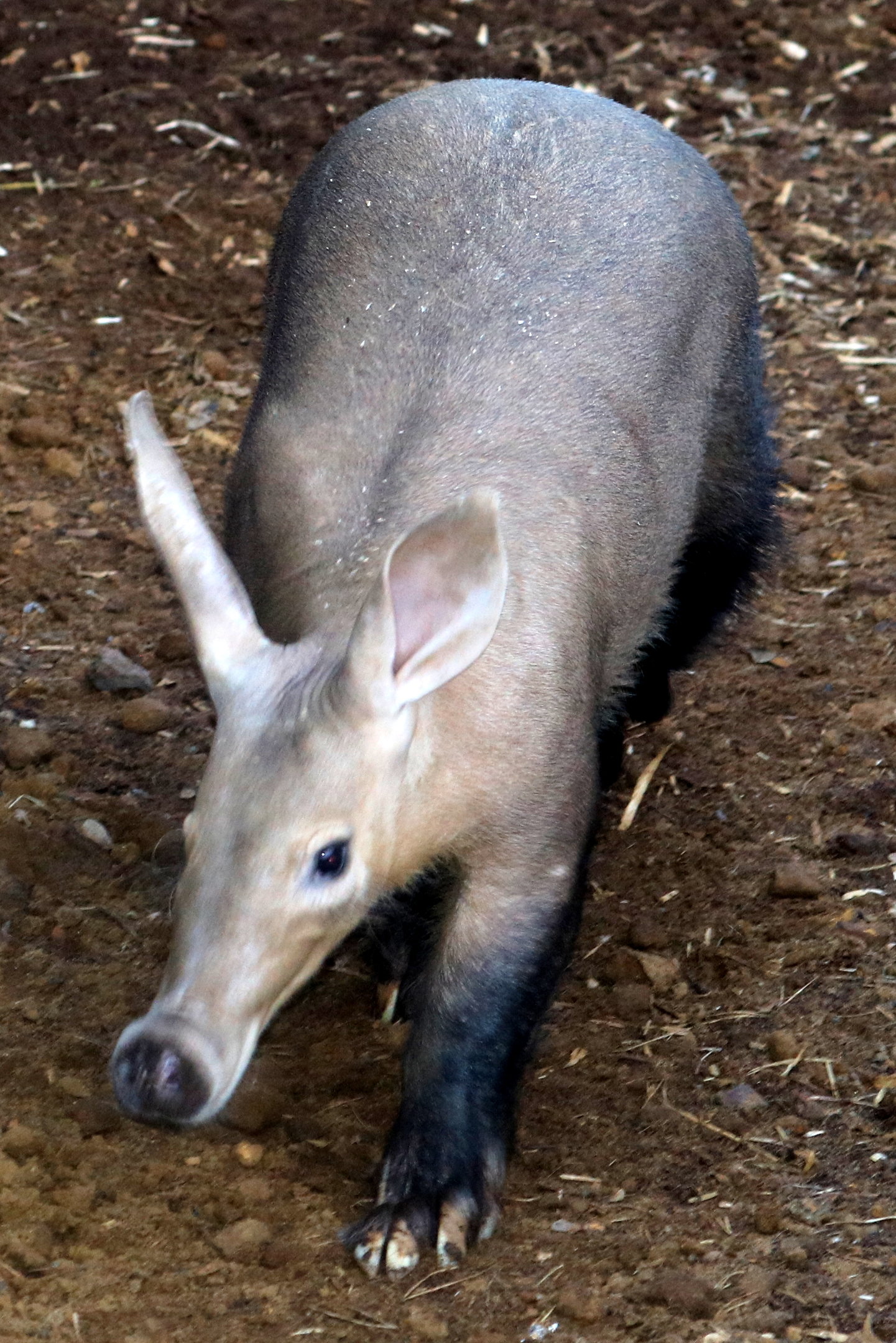 Aardvark; Whipsnade; 26th October 2022