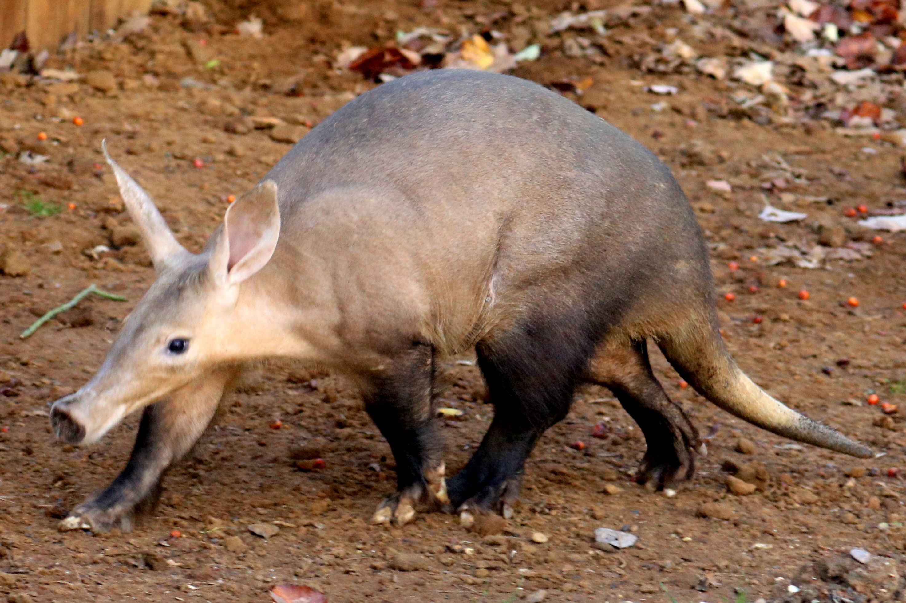 Aardvark; Whipsnade; 26th October 2022