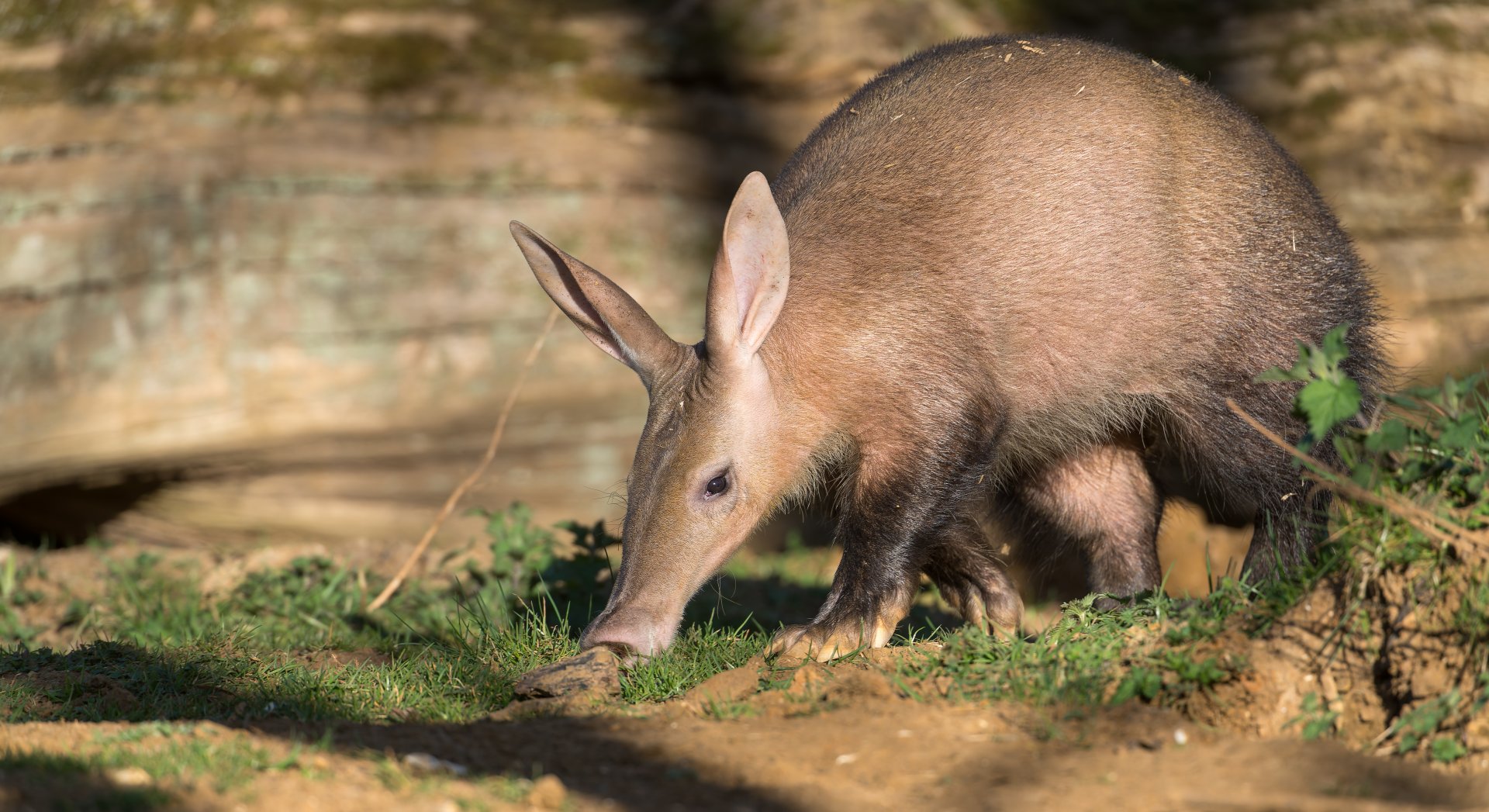 Aardvark ,ZSL Whipsnade, UK
