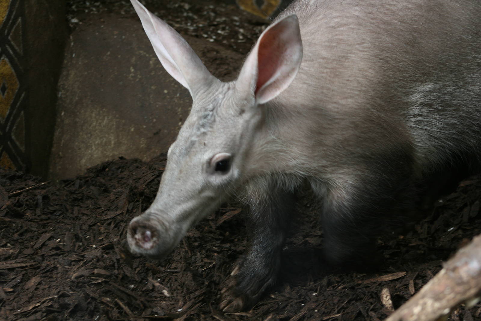 Aardvark