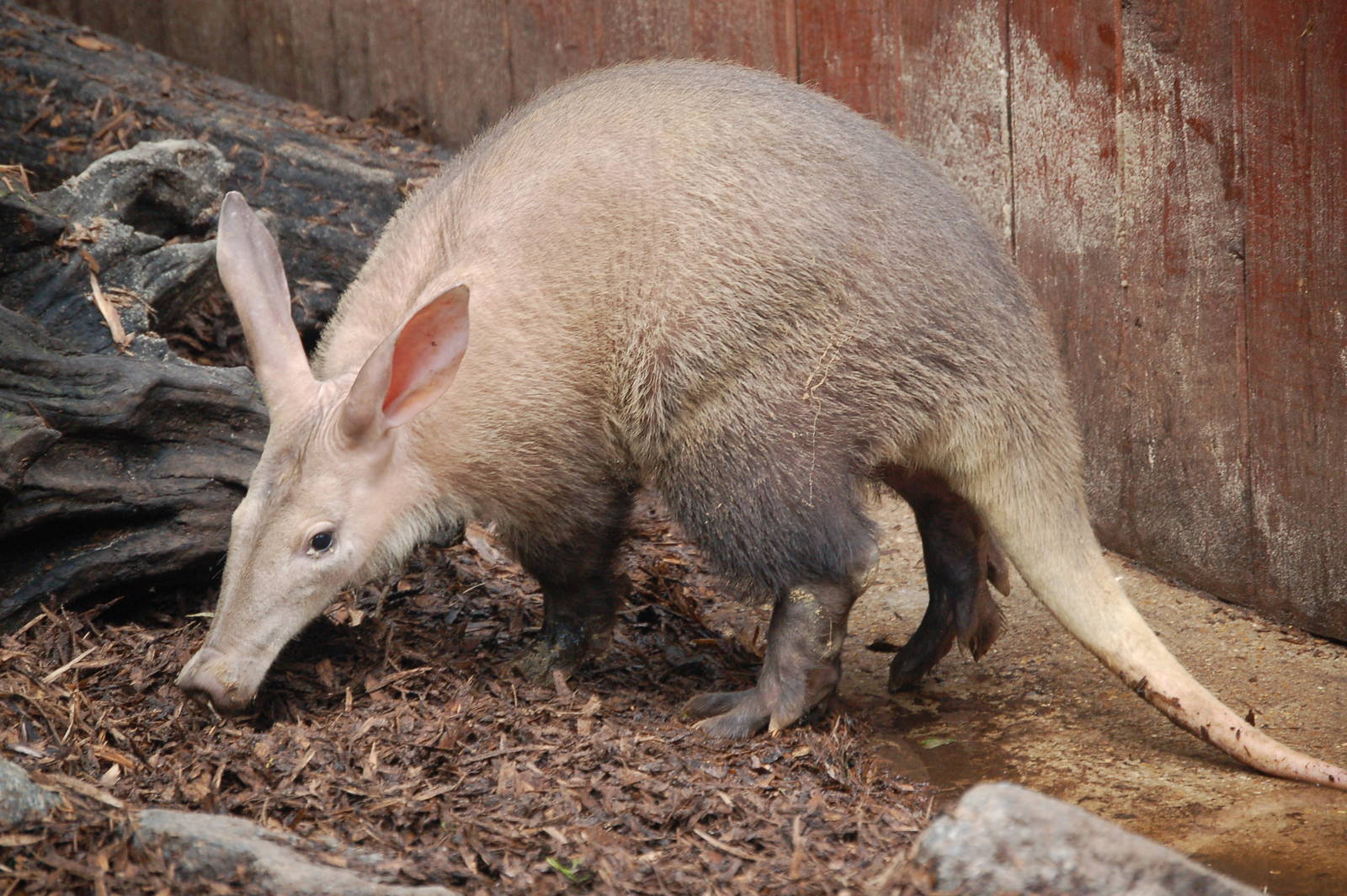 Aardvark