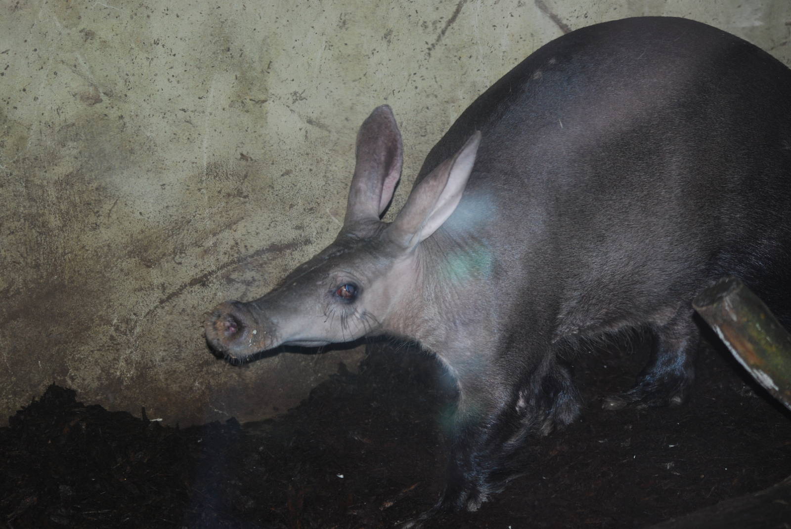 Aardvark
