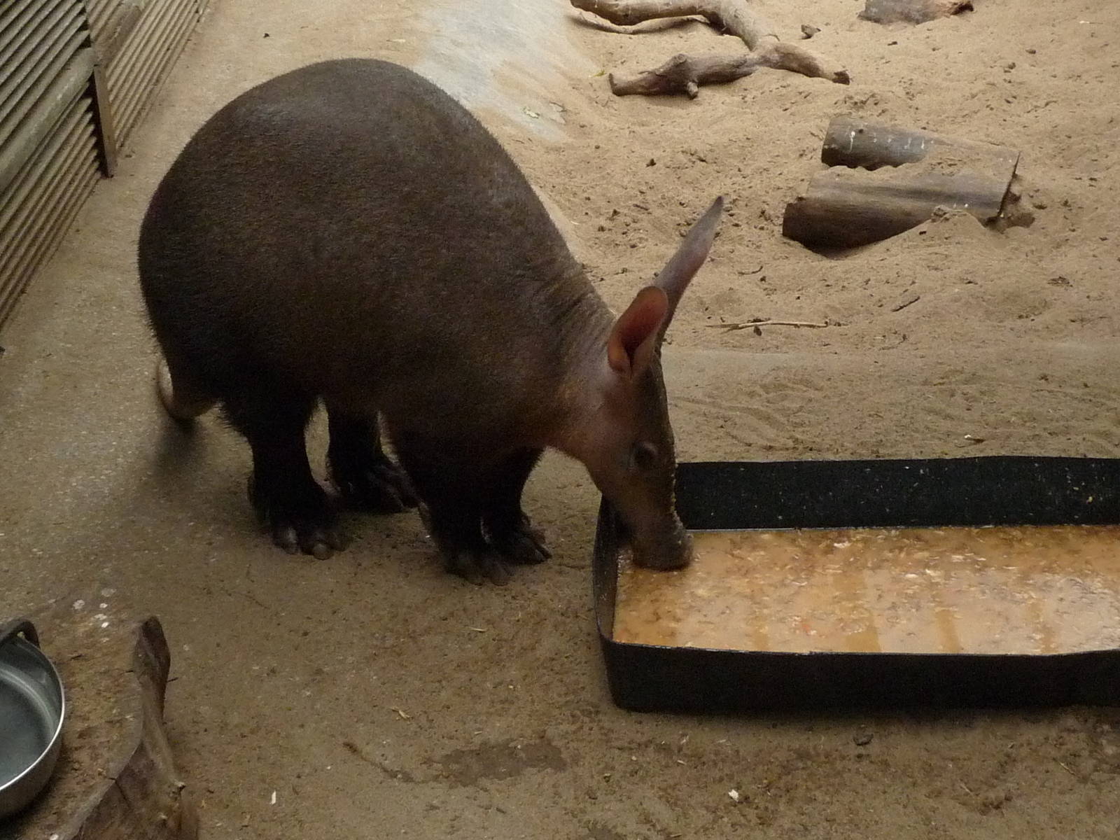 Aardvark