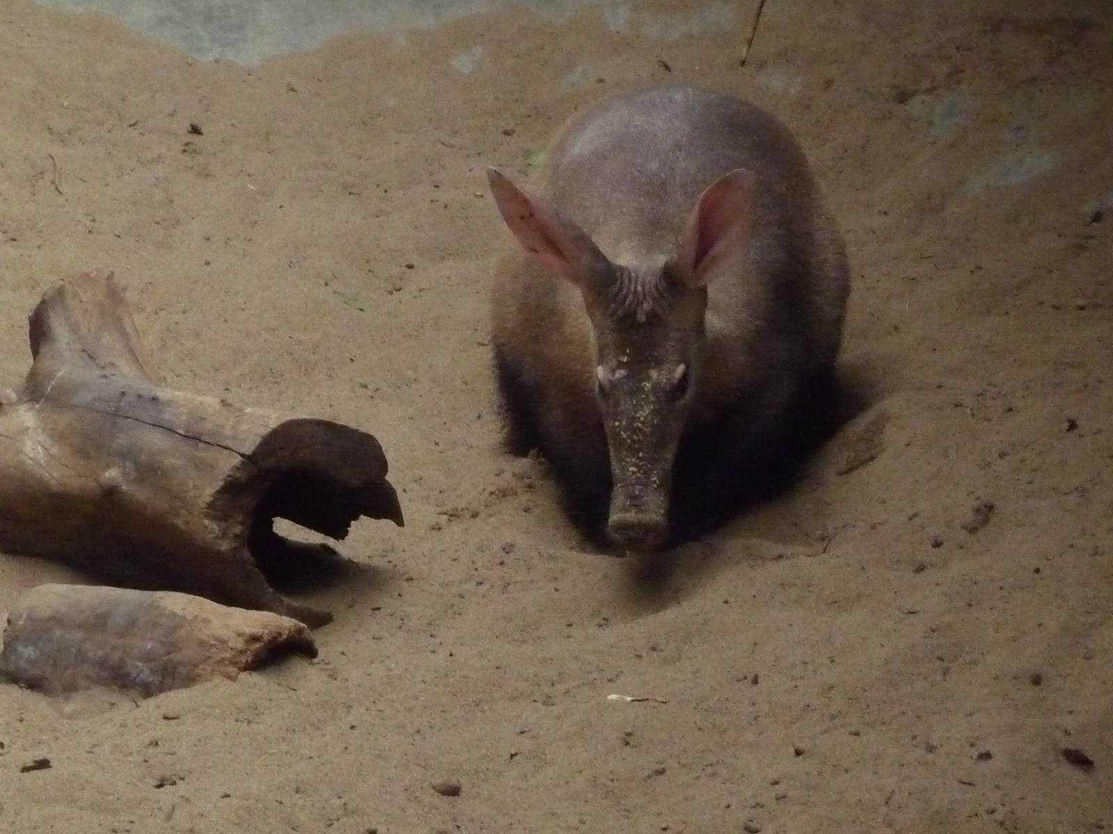 Aardvark