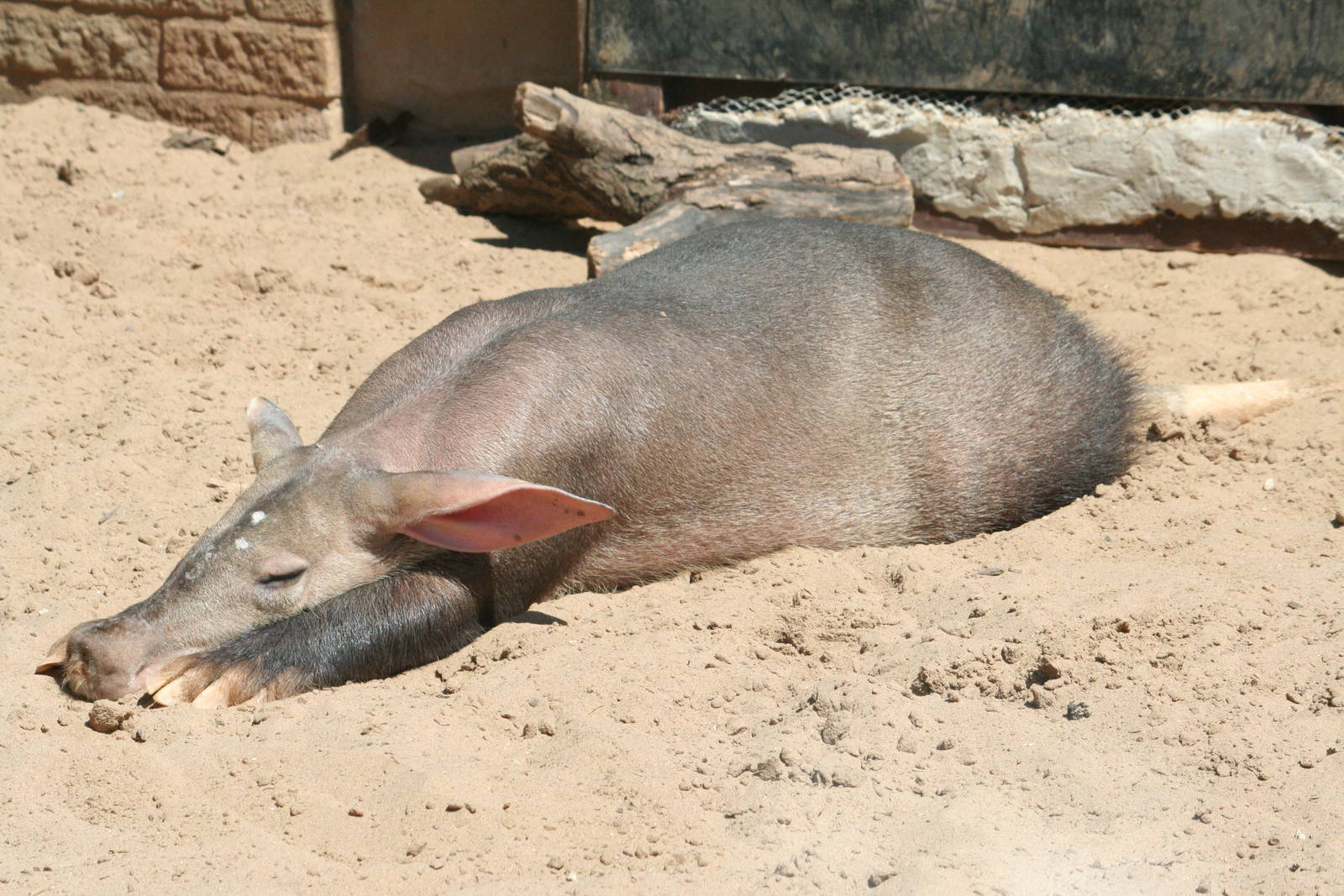 Aardvark