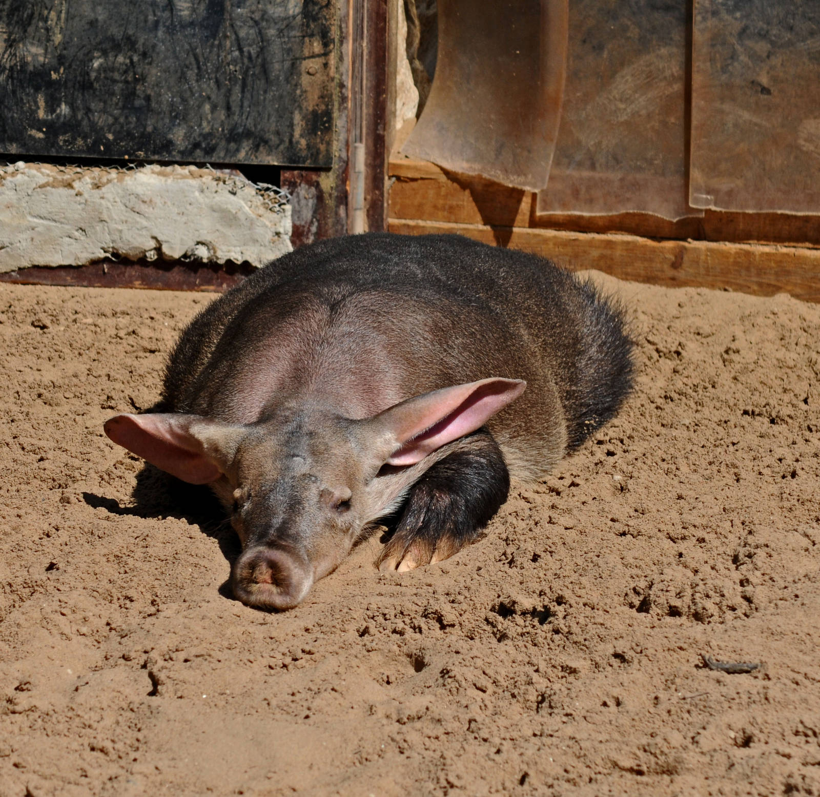 AARDVARK