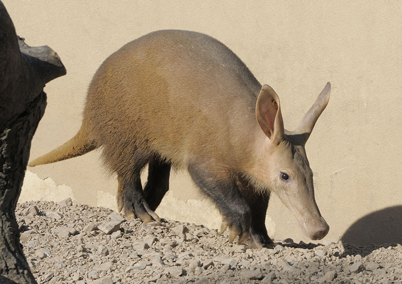 Aardvark