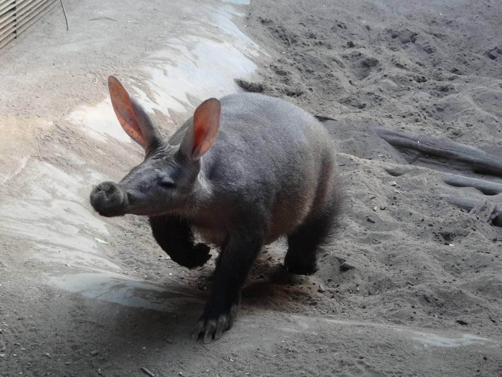 Aardvark