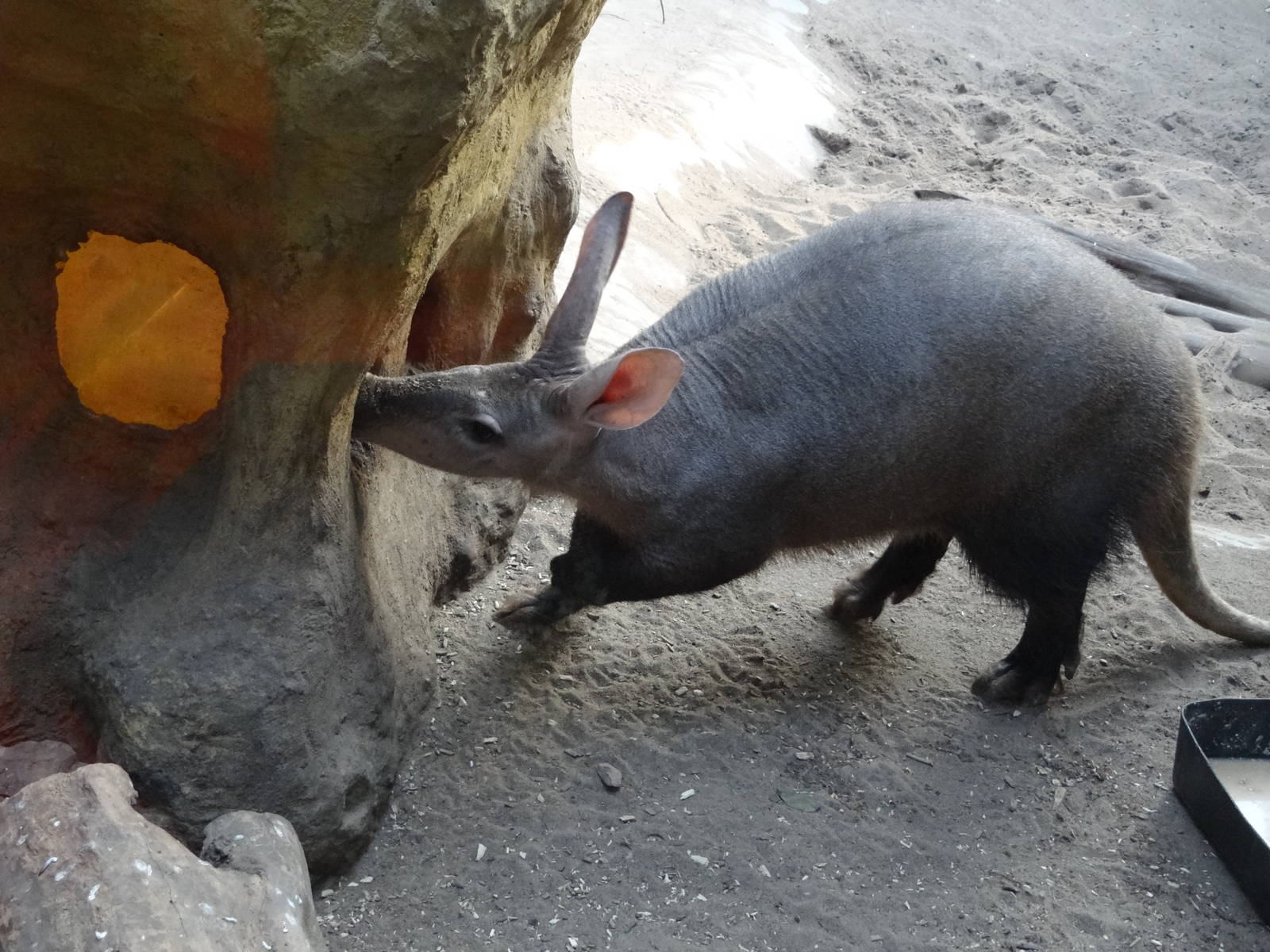 Aardvark