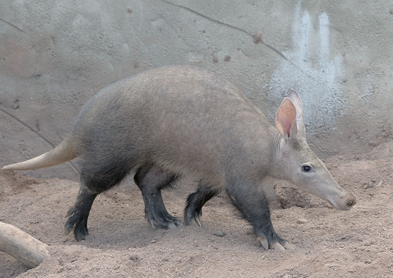 Aardvark