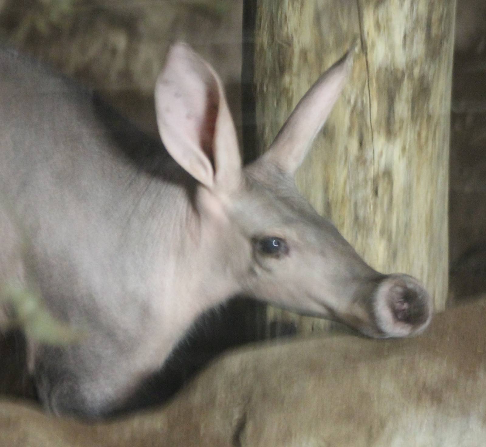 Aardvark