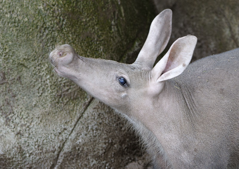Aardvark