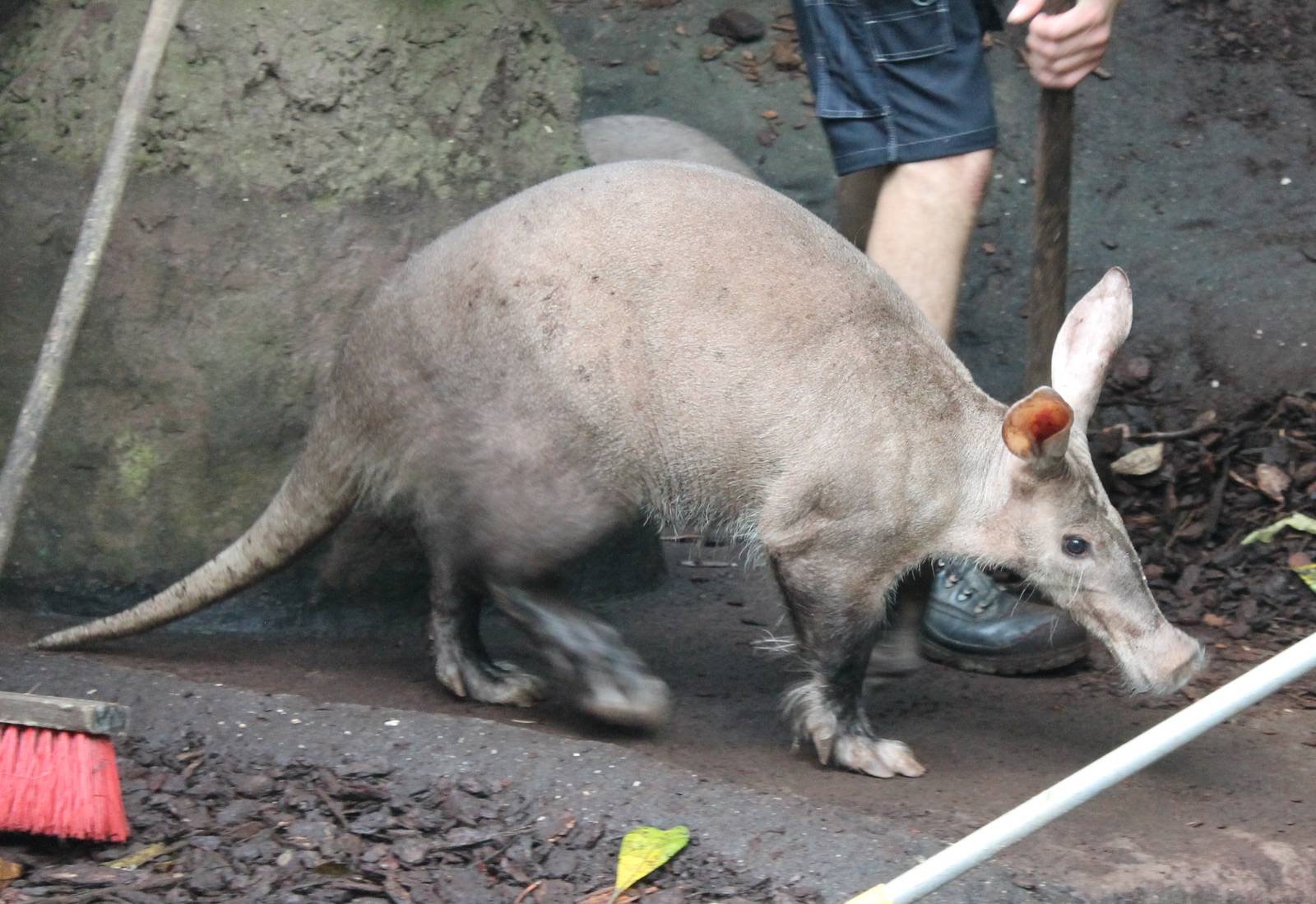 Aardvark