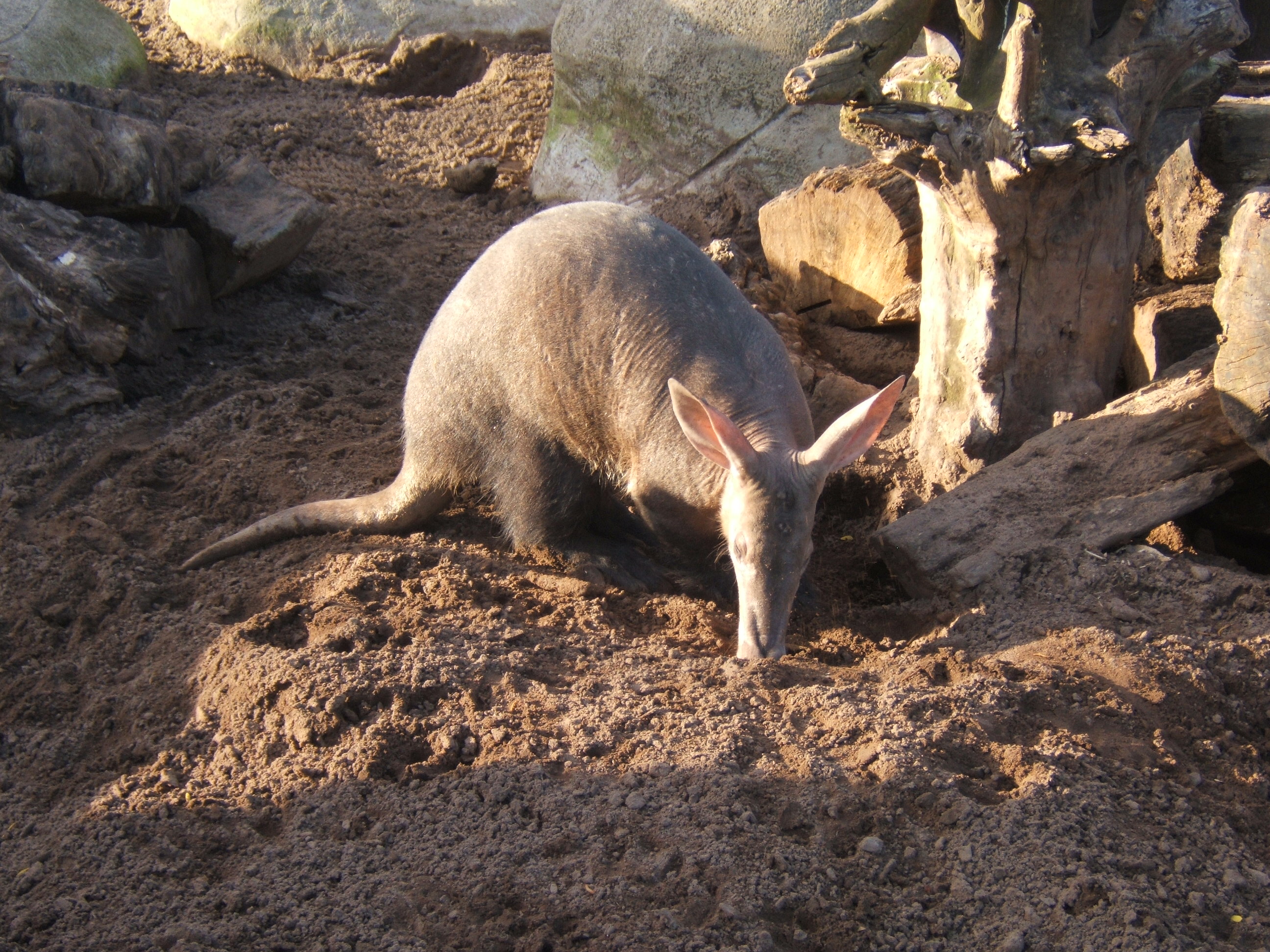 Aardvark