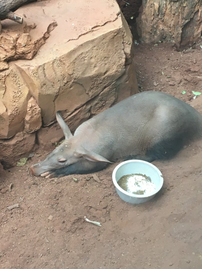 Aardvark