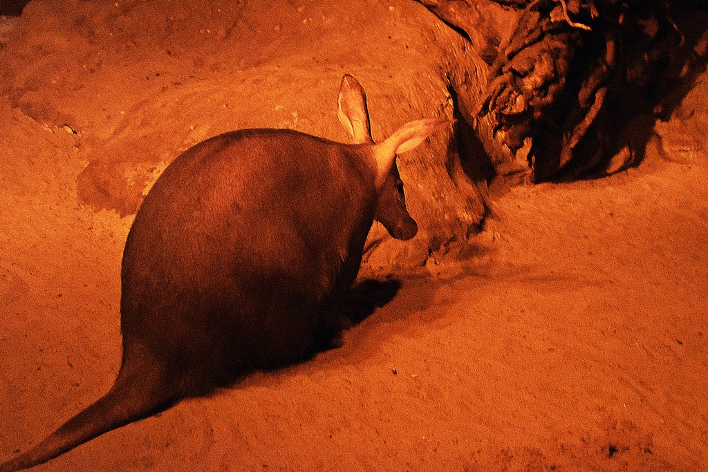 Aardvark