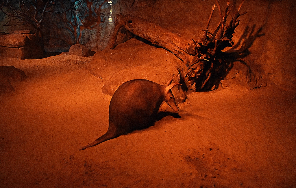 Aardvark