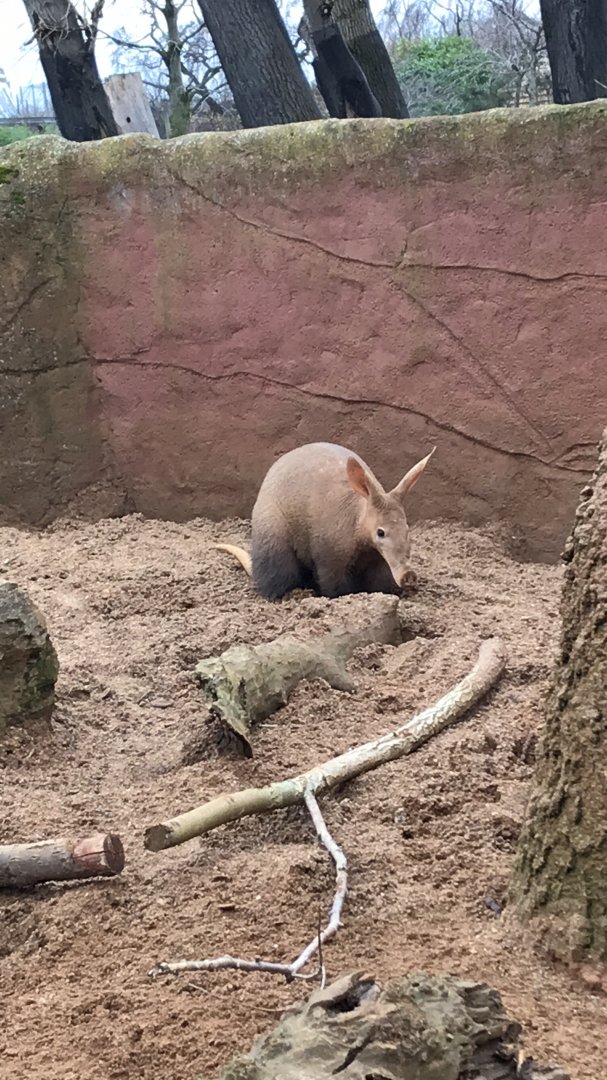 Aardvark