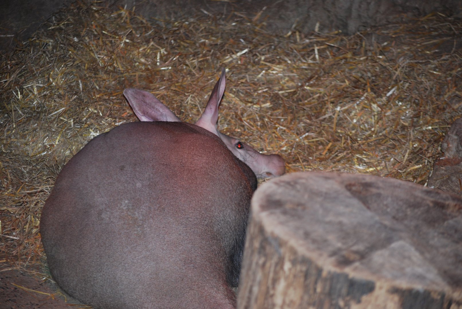 Aardvark