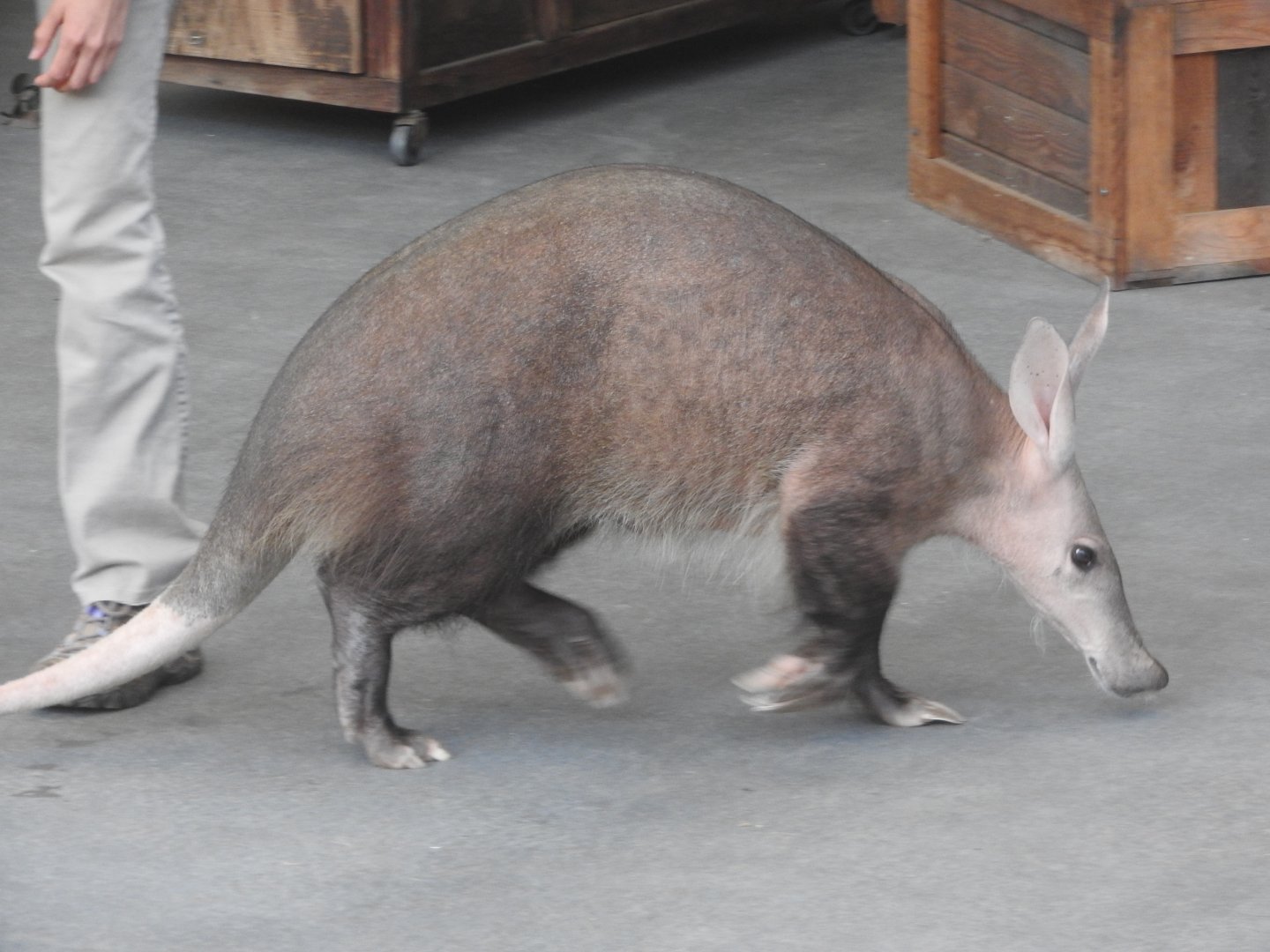 Aardvark