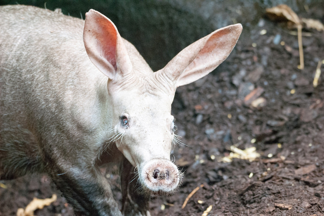 Aardvark