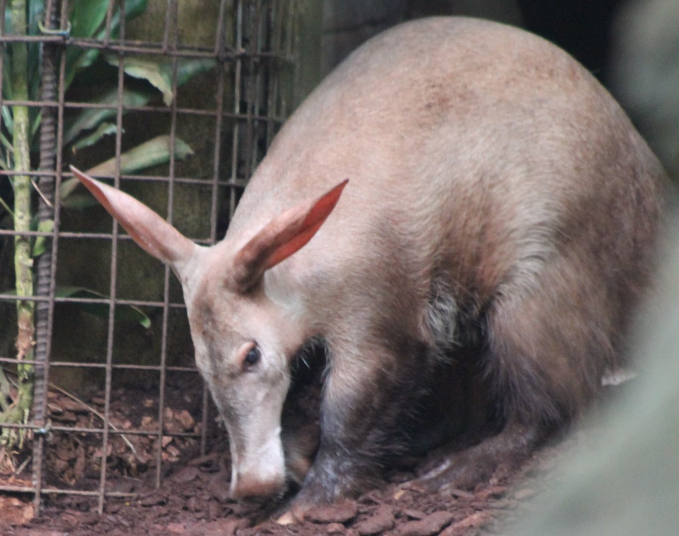 Aardvark