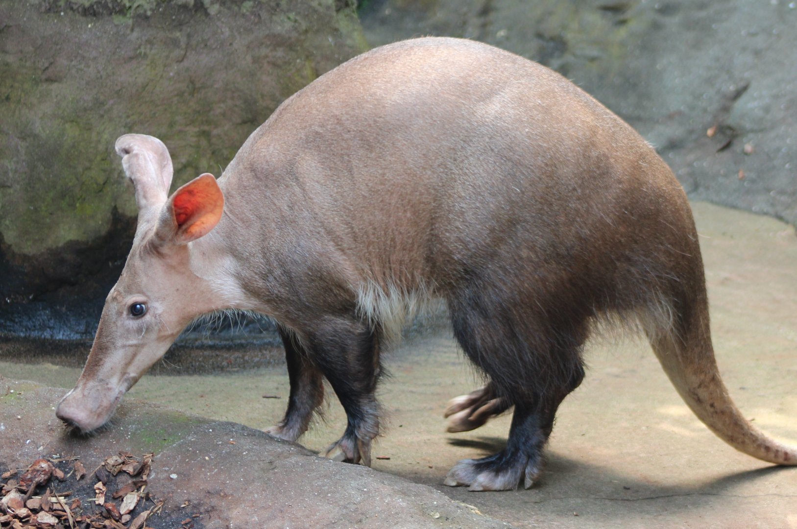 Aardvark